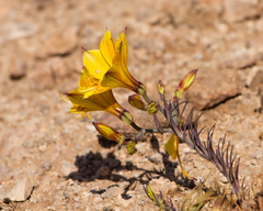 Alstroemeria kingii