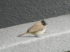 Pycnonotus barbatus layardi