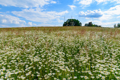 Leucanthemum vulgare