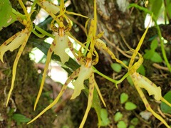 Brassia