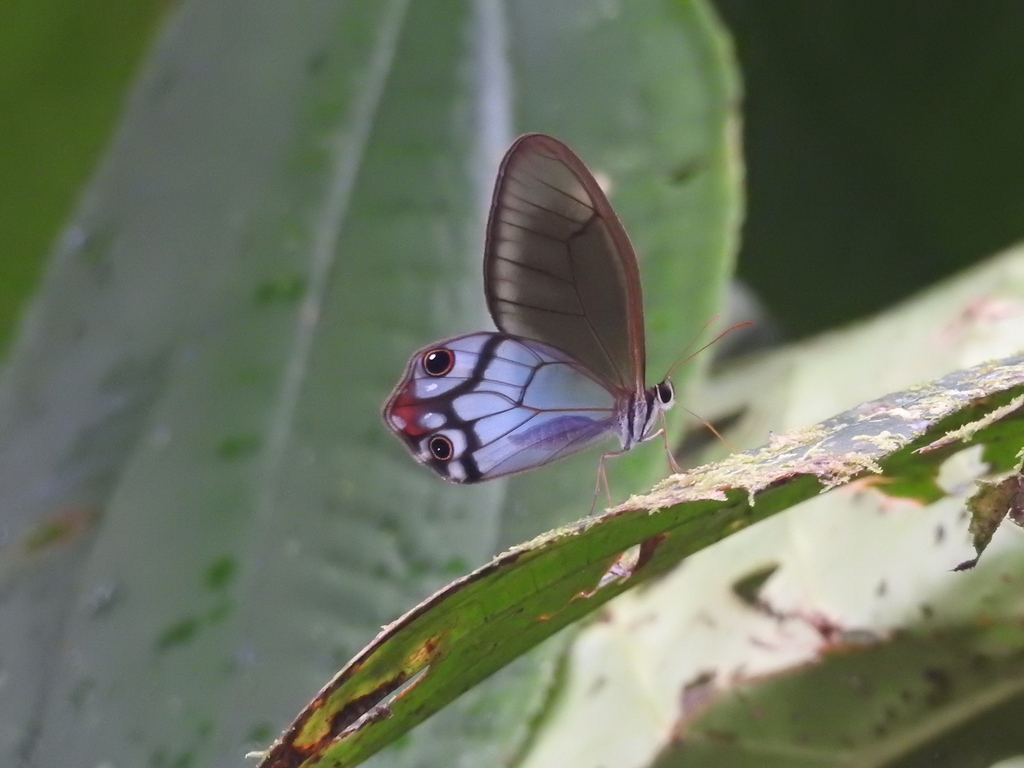 Reddish Clearwing-Satyr from Dabeiba, Antioquia, Colombia on November ...