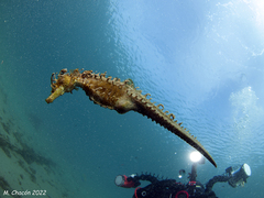 Hippocampus guttulatus