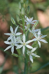 Ornithogalum narbonense