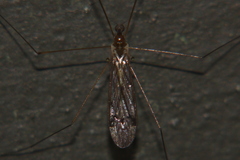 Dicranomyia