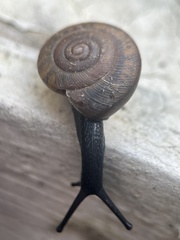 Triodopsis hopetonensis