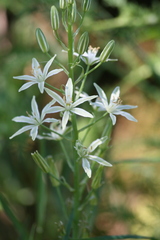 Ornithogalum narbonense
