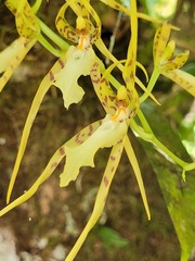 Brassia