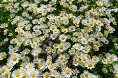 Leucanthemum vulgare