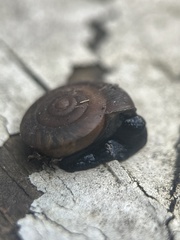 Triodopsis hopetonensis