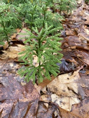 Dendrolycopodium