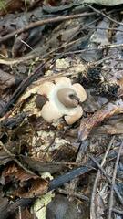 Geastrum
