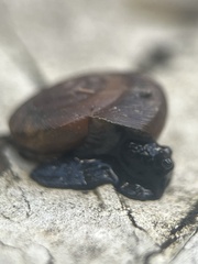 Triodopsis hopetonensis