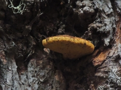 Fistulina endoxantha