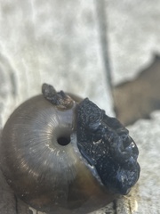 Triodopsis hopetonensis