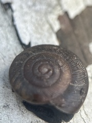 Triodopsis hopetonensis