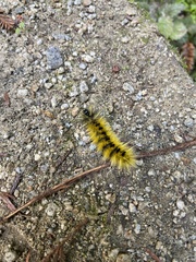 Lophocampa argentata