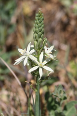 Ornithogalum narbonense