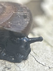 Triodopsis hopetonensis