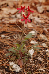 Silene virginica
