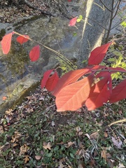 Euonymus
