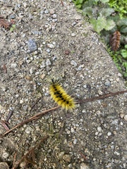 Lophocampa argentata