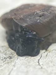 Triodopsis hopetonensis