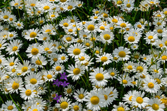Leucanthemum vulgare