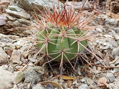 Melocactus intortus