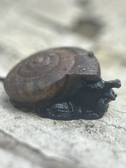 Triodopsis hopetonensis