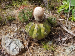 Melocactus intortus