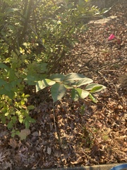 Lonicera fragrantissima