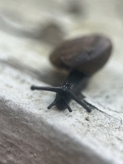 Triodopsis hopetonensis