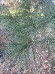 Pinus