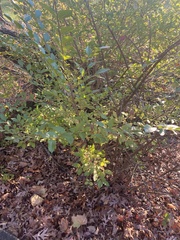 Lonicera fragrantissima