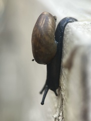 Triodopsis hopetonensis