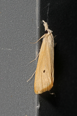 Scirpophaga