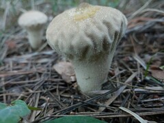 Lycoperdon perlatum