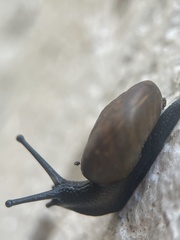 Triodopsis hopetonensis