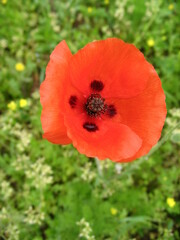 Papaver rhoeas