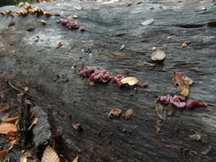 Ascocoryne sarcoides