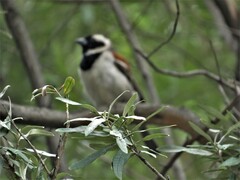 Passer melanurus vicinus