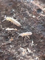 Isotominae