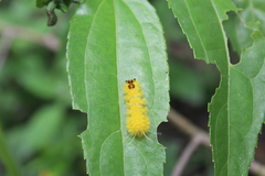 Lophocampa annulosa