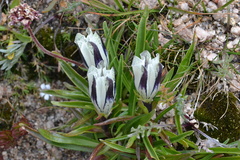 Gentiana algida