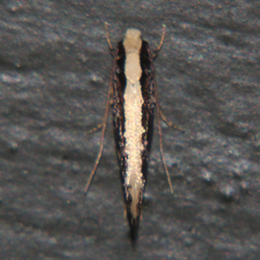 Monopis ethelella