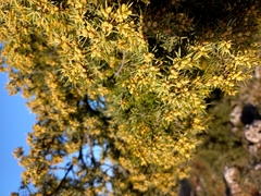 Juniperus