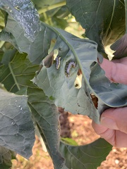 Evergestis rimosalis