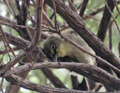 Zosterops virens virens