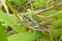 Euchorthippus declivus