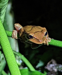 Smilisca cyanosticta